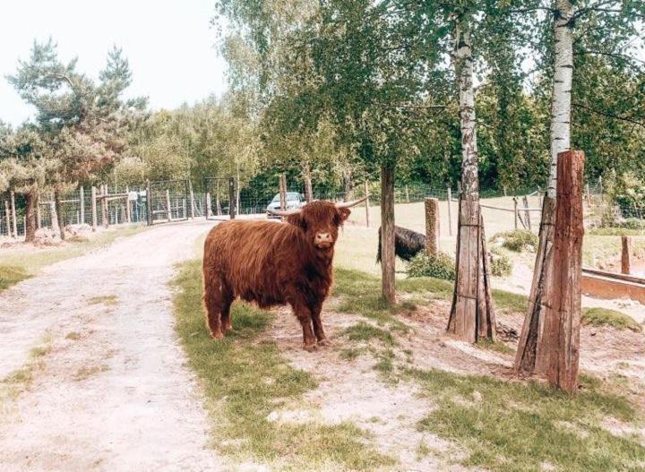 Lawendowy Dworek Baltow